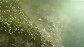 墾丁暴雨後海底「混濁」 潛水教練怒揭生態危機