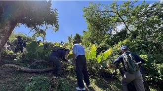 小花蔓泽兰「1分钟长1英里」 花莲市公所即日起收购换现金