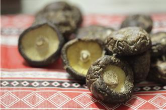 段木香菇开出新商机 苗栗原乡3部落成示范点