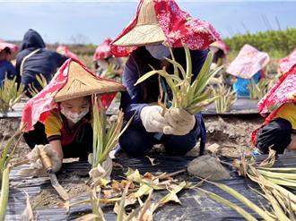 鳳梨田變教室！高雄幼兒園特色課程入圍教學卓越獎