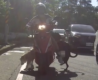 停等紅燈「愛情」突來襲　無辜騎士慘遭小黑硬上