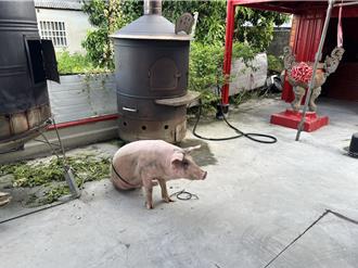 百斤白豬擅闖宮廟酬神 宮主驚呼神蹟 網笑：來當牲禮嗎？