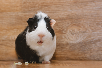 度過美好時光...英公天竺鼠讓母鼠「集體懷孕」 升格400寶爸