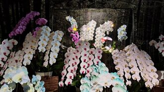 學者觀點－Tech World啟示：從科技展館到品牌外交