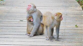 開學防獼猴 高雄設防治平台