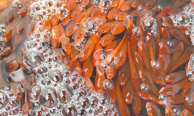 南投縣政府攜手日月潭漁民電撈抑制魚虎繁殖，今年迄今仍「掛蛋」。（南投縣政府提供／楊靜茹南投傳真）