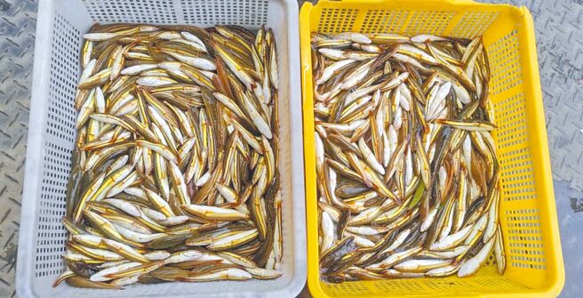 南投縣政府攜手日月潭漁民電撈抑制魚虎繁殖，2023年最多達3萬5029尾幼魚，去年3439尾，今年迄今仍「掛蛋」。（南投縣政府提供／楊靜茹南投傳真）