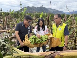 綠委助農民復耕 農業部公告酪梨、香蕉種苗補助