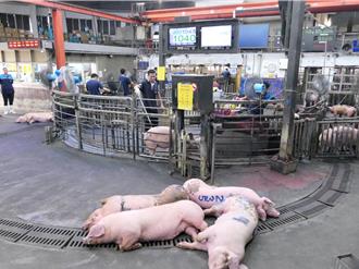肉品市場休4天豬價仍高 業者：中秋後才有回穩空間