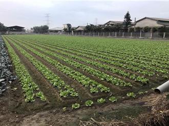 7月颱風豪雨釀30餘億農損 農業部發放9億救助款
