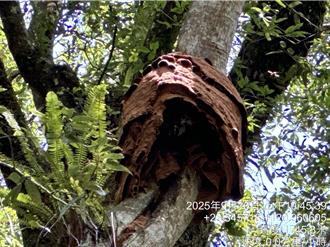 最毒虎頭蜂現蹤玉山八通關步道 巨型蜂窩有「2個籃球大」