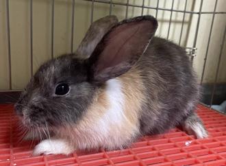 新北首創非犬貓寵物登記 限時享好康、還有免費樹葬服務