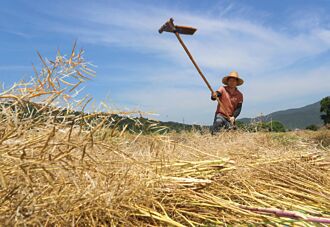 中國轉買澳洲？加總理急商油菜籽爭議