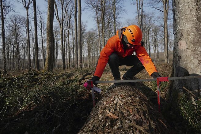 受贸易不确定性和房市恶化衝击，木材期货价格已自3年高点回跌2成多。图／美联社