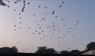 樹梢鳥群狂叫吵死人！ 男開1絕招秒安靜笑爛