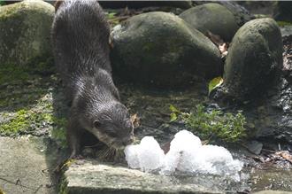 動物園抗暑出招 黑熊、水獺大啖「蔬果剉冰」超萌模樣曝