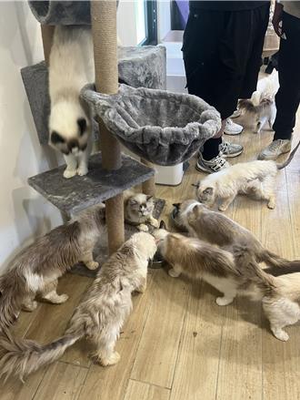 雲林警查毒意外揪出竹東非法繁殖場 35隻名貓全數扣留