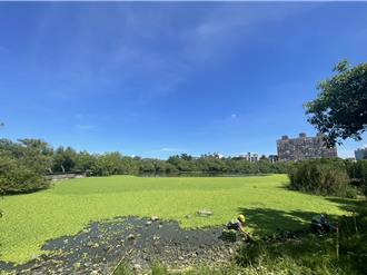 宜蘭羅東林場生態池遭水芙蓉入侵 林保署下周清理 邀民眾參與