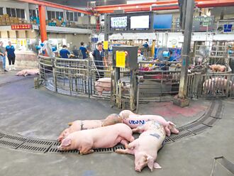 休市4天豬肉價仍高 估中秋後回穩