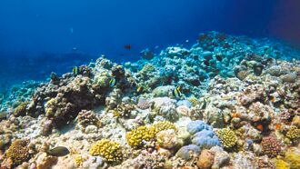 南海過招 陸設黃岩島自然保護區