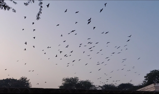 新北新店一处社区，每到傍晚数百只鸟群聚集树梢上，此起彼落叫声附近住户苦不堪言。(记者何祥瑀拍摄、此为示意图)