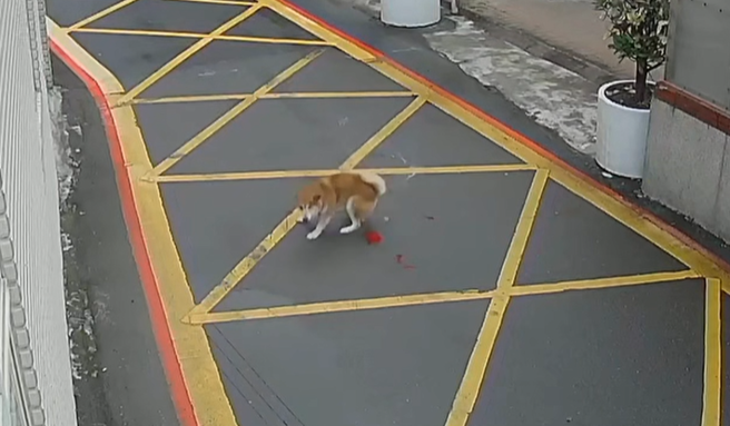 狗狗痛得在地板打滚哀号。（翻摄「记忆八德」脸书）