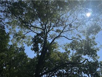 南投埔里籃球場驚見黑腹虎頭蜂巢 30公尺內封鎖禁入