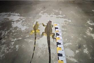 南山公墓最常见 台南今年抓1.7万只绿鬣蜥创新高