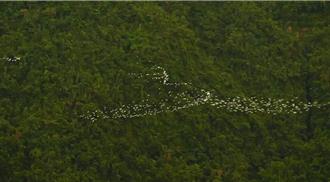 嘉義秋季限定美景 「萬鷺朝鳳」最佳賞鳥時機曝光