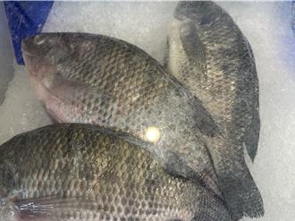 走私20噸大陸魚片！　台東業者謊報品名遭判刑