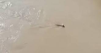 是龙吗？惊见「头上长角不明生物」水中游  官方回应了