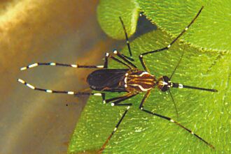 埃及斑蚊扩散150米 基因图谱助防疫