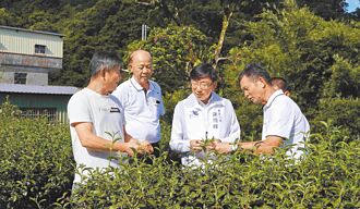 吳永春製茶好威 新北添第13冠