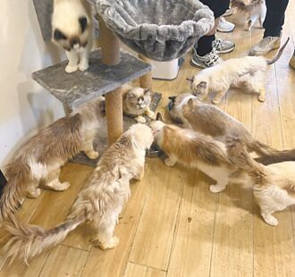 竹縣 緝毒發現35貓 破獲非法繁殖場