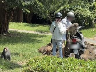 壽山「猴群大遷徙」！男女騎車違規餵食引公憤 農業局將開罰