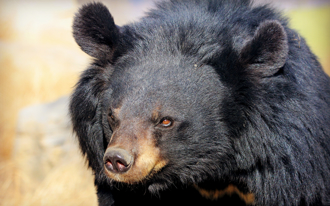 養老院驚魂 熊破窗闖入「與人四目相對」