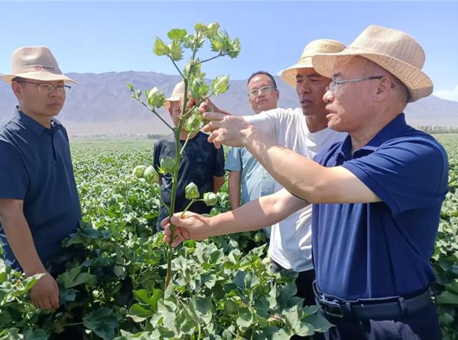 新疆精河万亩棉田种下稳稳幸福。图为中国工程院院士团队助力精河棉花产业提质升级。（新华社）