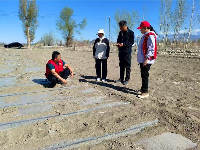 新疆精河万亩棉田种下稳稳幸福。图为新疆精河县农机技术人员指导棉花「宽早优」精播机调整作业。（新华社发╱精河县农业农村局提供）