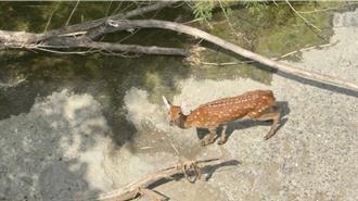 馬頭山再傳梅花鹿遭犬追殺 協會曝慘況：生氣又無奈