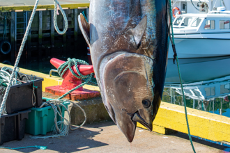 被魚鰭割傷老船長不在意 「最兇猛細菌」入侵 慘變大小手