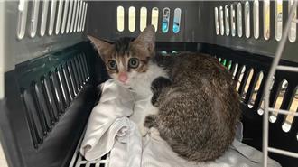 2月大幼貓誤陷黏鼠板險喪命 新北動保處助牠找到新歸宿