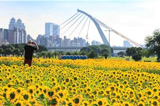 台北花海现身！18万株向日葵盛开 大佳河滨变身黄金花毯