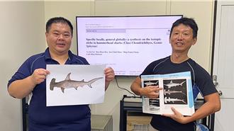 鯊魚不挑食！研究揭雙髻鯊入境隨俗：游到哪吃到哪