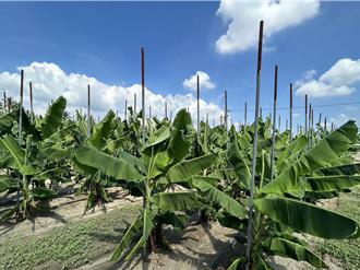 屏東蕉農防風支柱補助 符合「2資格」1支最高可領200元