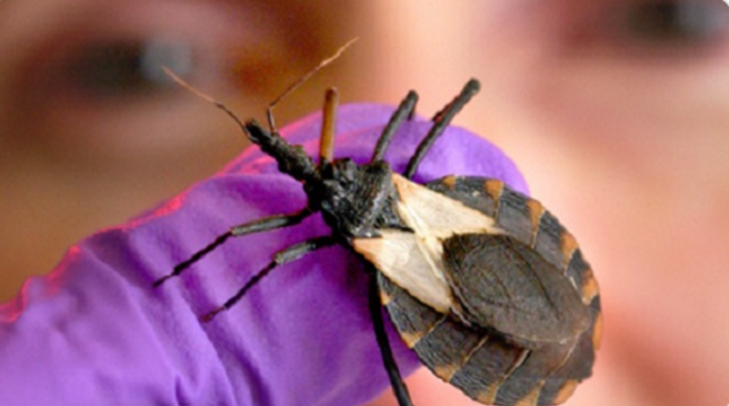 「锥蝽」又称『接吻虫』，透过叮咬传播致命的恰加斯病。(截自CDC恰加斯病官网)
