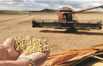 川普政府趕走數十億美元大豆訂單：陸擅長持久戰