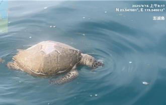 澎湖保育類海龜慘死 龜甲破損疑遭船隻螺旋槳擊中