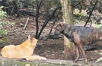遊蕩犬咬死人、圍剿鹿 各界籲禁餵養入法 農業部回應了