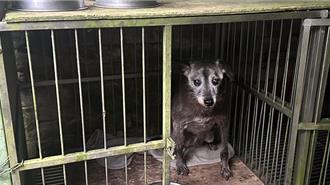 餵養爭議難解！學者控害遊蕩犬氾濫 動團：別讓狗當替死鬼