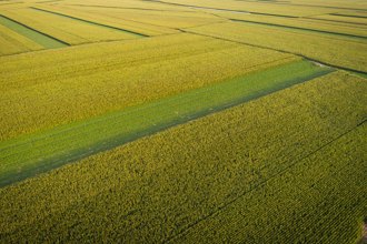 陆粮食产量首破1.4兆斤！人均占有量达500公斤